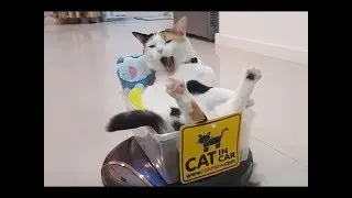 「絶対に笑う」あり得ないことをする犬★おもしろい犬のハプニング, 失敗画像集 #43