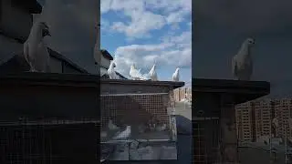 Альфия #pigeon #голуби #birds #бойныеголуби #top #чб #животные #широкохвостые