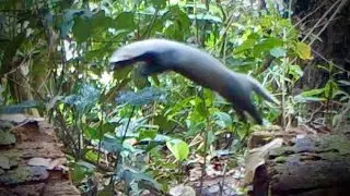 UNBELIEVABLE Trail Cam Footage! Rare Jungle Animals in Costa Rica (Ocelot, Tayra & More)