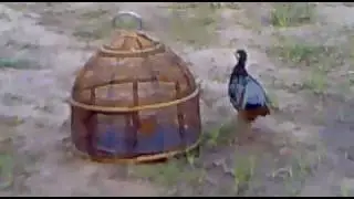 Black Teetar| Black Tetar| Kala Tetar| Kala Teetar| Partridge