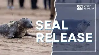Animal Rescue Double Seal Release