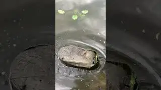 Батискаф затонул . 