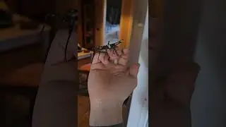 Insetti Stecco: Cambio di terrario