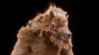 Houdini 19.5 Groom rnd