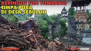 Beringin Tua Tumbang Timpa Pura di Desa Sebuluh