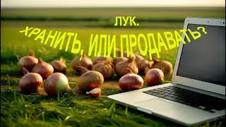 Лук. Хранить или продать?