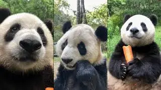 Time to have vegan carrot lunch 🔴 Panda Food | Cute Animals 2021