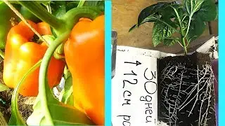 When to plant Pepper seedlings