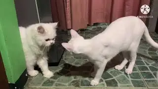 SI PIKON AT SI BULLY : PLAYTIME