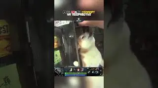 Мило #shorts #fyp #viral #trending #dota #dota2 #дота #дота2 #мем #memes #дота2мем #dota2memes