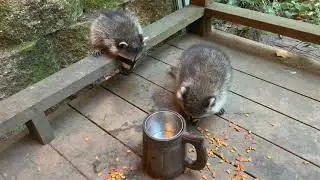 Raccoons / Еноты