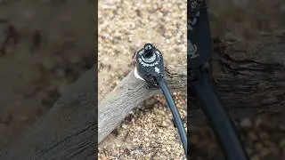 Ants Are Louder Than You Think 🐜 