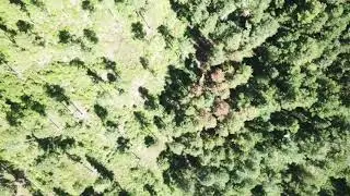 Sigalt Forestal