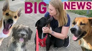 We’re giving 50 SHELTER DOGS Kong’s for XMAS! (FUNDRAISER)