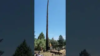 Redwood Tree removal day 2