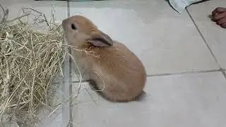 It's Hay Day! #bunny #bunnies #netherlanddwarfbunny🐇🐇🐰🐰
