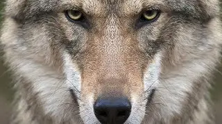 ПРИВЛЕЧЬ МУЖЧИН/ОЧЕНЬ ДРЕВНИЙ И СИЛЬНЫЙ ОБРЯД КУСИ ГУРГ/ДАРЮ ДАМАМ...(Автор-Инга Хосроева)