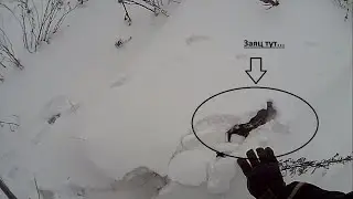 Шок!!!! Поймал зайца руками