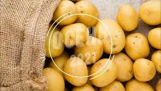 Картофель Голубой Дунай на участке директора фирмы Живой мир