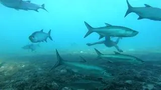 Snorkeling à Petite Terre (Guadeloupe)