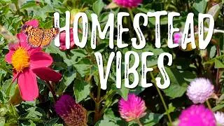 Peaceful Homestead Vibes: Tranquil Moments from the Homestead