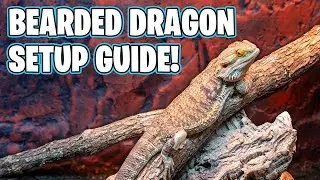How To Setup a Bearded Dragon Tank!