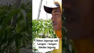 JAKABA BIKIN PARASIT... ❌ JAKABA BIKIN  CABAI DAN BATANG JAGUNG JADI SAK LENGAN - LENGAN ✅