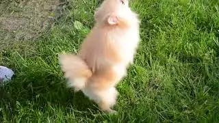 video 4