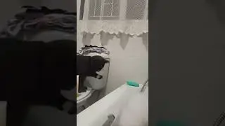 кот ест пену смешно