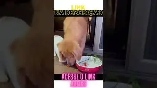 Esse é pra você!! Curso Online , seja você fotografo profissional do meio pet.