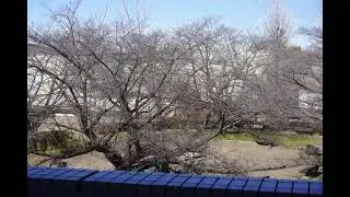 Cherry Blossom at Malvern College Tokyo