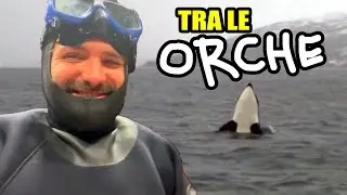 Ho nuotato con le orche nel circolo polare