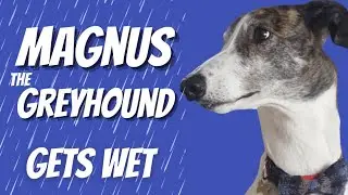 Greyhound hates the rain