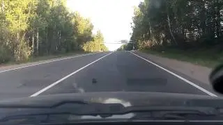 Ёжик на дороге