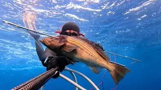 Surprise Grouper Spearfishing | in Datca
