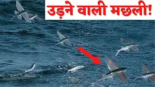 हवाई जहाज की तरह उड़ने वाली मछली ! | Flying fish video | Factmos | Dhruv Rathee | Wild Gravity