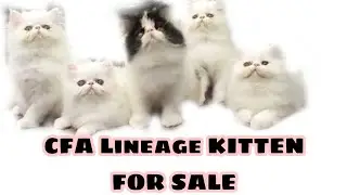 CFA LINEAGE PERSIAN CAT FOR SALE | CUTECATS SHOW QUALITY CAT #cat #catbreeds #persiancat