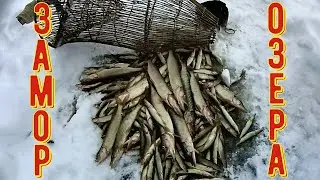 ЗАМОР!!! ОТЛИЧНЫЙ УЛОВ!!! ЛОВЛЯ МОРДАМИ(ВЕРШАМИ). КАК УМИРАЮТ ОЗЕРА.