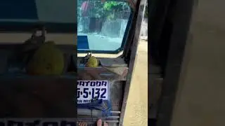 Travel to palenke (in tagalog market)