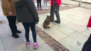 Owl On a Skateboard in Folkestone