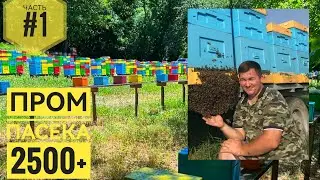 Andrei Bodyan's apiary (2500+ bee colonies) (Moldova) part 1