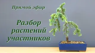Разбор растений участников (запись прямого эфира)