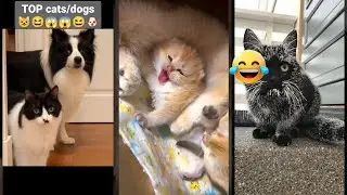 Cat videos 🐈‍⬛ 