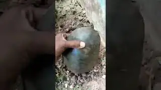 Tortoise mill Gaya #tortoise #animal #shorts #cutetortoise