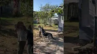 Зара приносит шишку