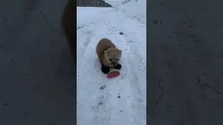 СОБОЛЬ