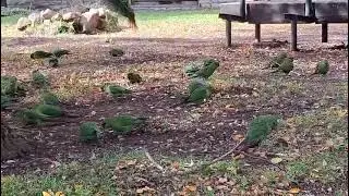 Cachañas invaden el otoño en Bariloche