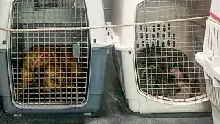 EMERGENCY EVACUATIONS: Fly Pets Out of Hurricane Ravaged Shelters