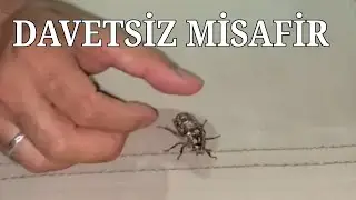 Davetsiz Misafirimizin Çıkardığı Sese bakın🤨🤨