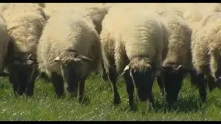 Proyecto LIFE Regen Farming - Agricultura regenerativa